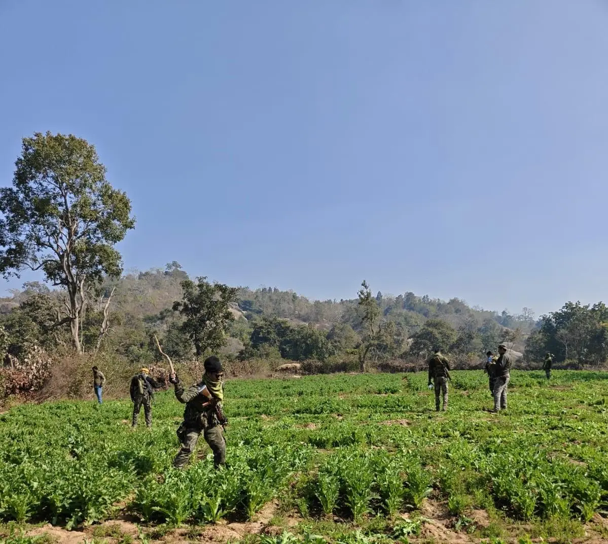 पलामू पुलिस ने नष्ट की 13 एकड़ अवैध अफीम खेती | Jharkhand News | Bhaiyajii News