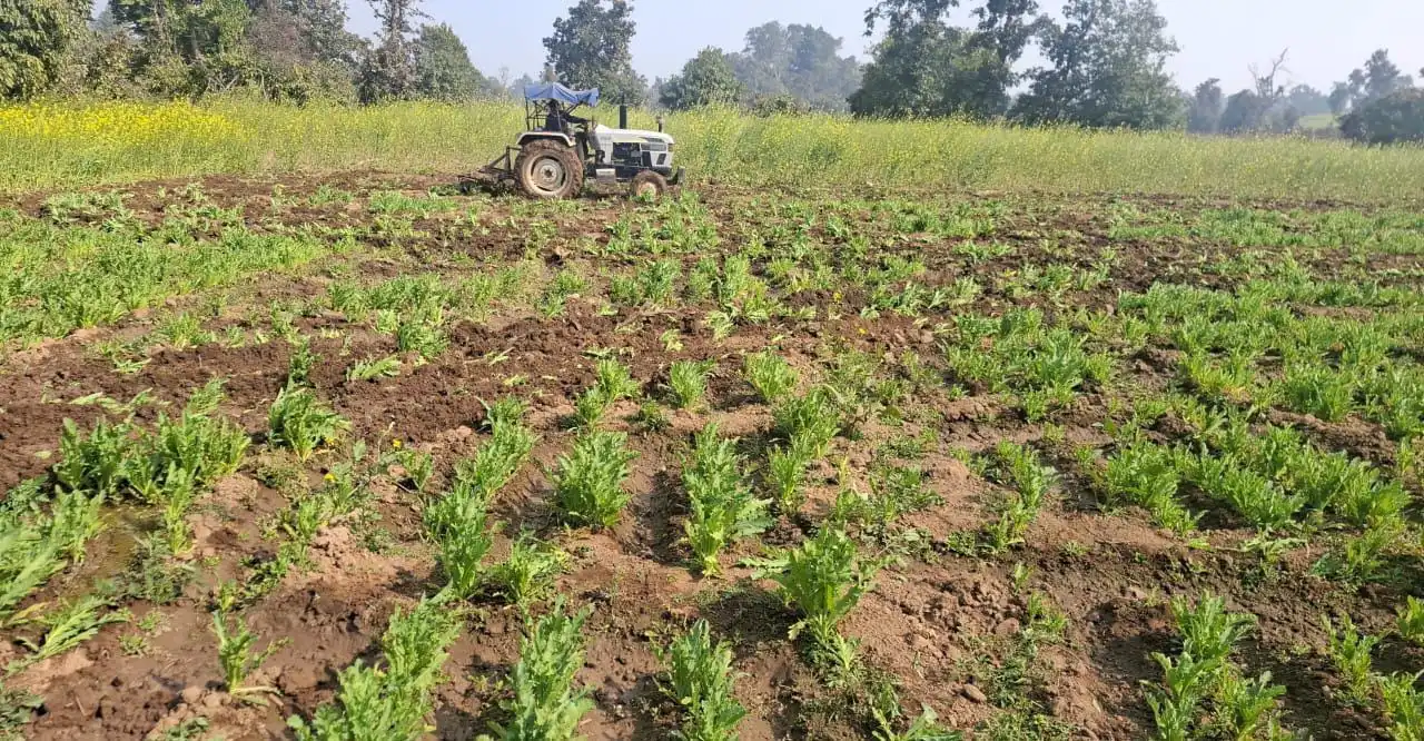 अवैध अफीम की खेती नष्ट | Jharkhand News | Bhaiyajii News