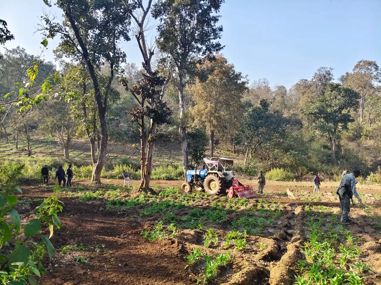 पलामू में अवैध अफीम–पोस्ता खेती पर बड़ा एक्शन, पांकी क्षेत्र में 4 एकड़ फसल नष्ट | Jharkhand News | Bhaiyajii News