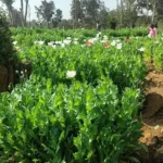 चौपारण थाना क्षेत्र में पुलिस का बड़ा एक्शन, 70 एकड़ में फैली अवैध अफीम की खेती नष्ट | Jharkhand News | Bhaiyajii News