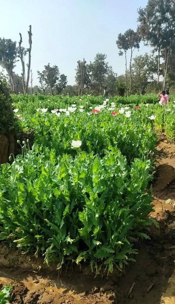 पलामू पुलिस | Jharkhand News | Bhaiyajii News