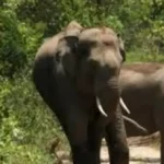 भारत की ऐतिहासिक जीत: इंग्लैंड को 100 रन से हराकर भारत बना U-19 वर्ल्ड कप चैंपियन | Bhaiyajii News