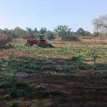 पलामू पुलिस की बड़ी कार्रवाई: 6.5 एकड़ में अवैध अफीम/पोस्ता की खेती नष्ट, मादक पदार्थों के खिलाफ अभियान तेज | Bhaiyajii News | Jharkhand News