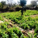 चतरा पुलिस की बड़ी कार्रवाई: 29 एकड़ में अवैध अफीम की खेती नष्ट, नशे के कारोबार पर कड़ा प्रहार | Jharkhand News | Bhaiyajii News