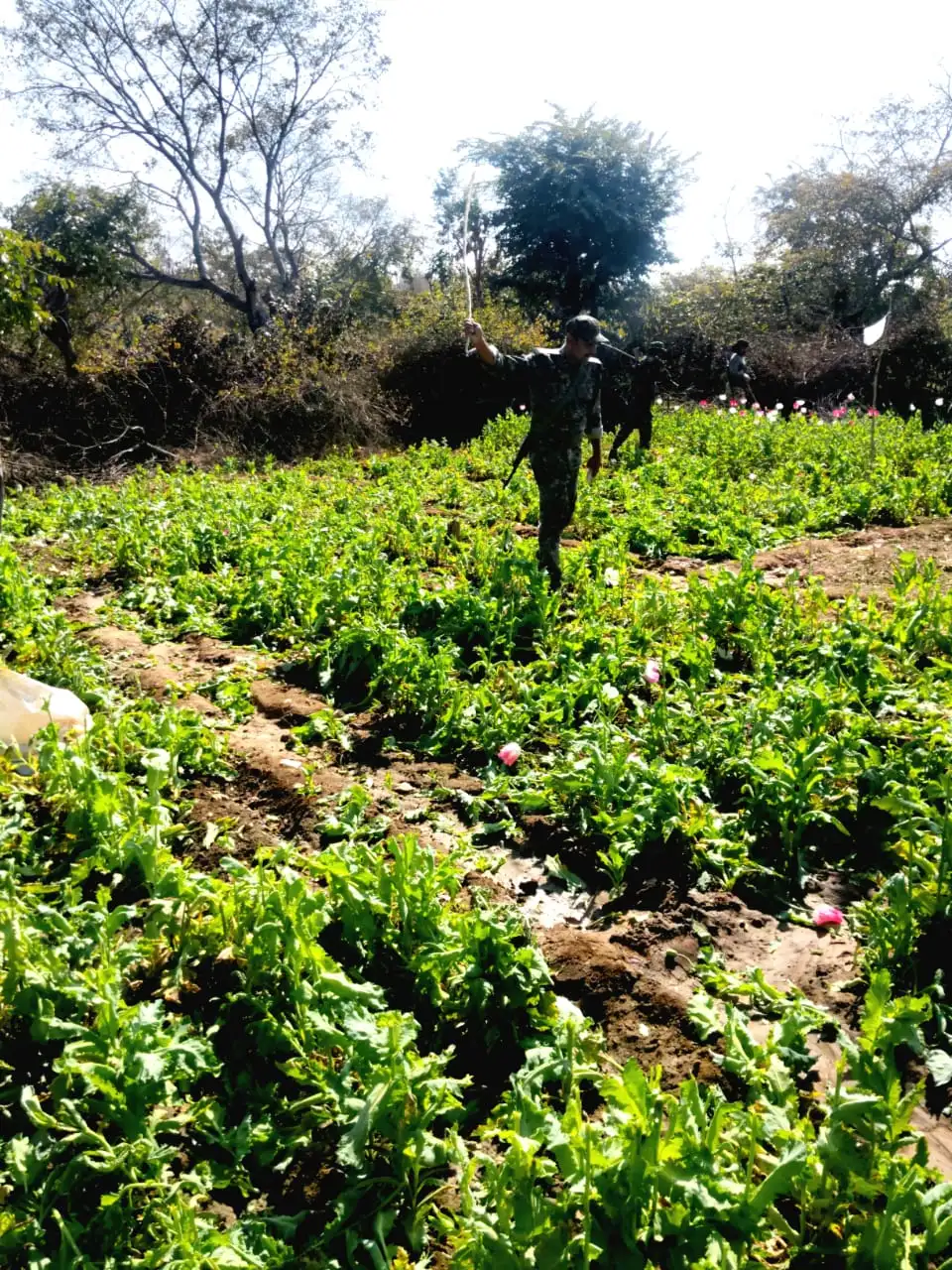 पलामू पुलिस की बड़ी कार्रवाई | Jharkhand News | Bhaiyajii News