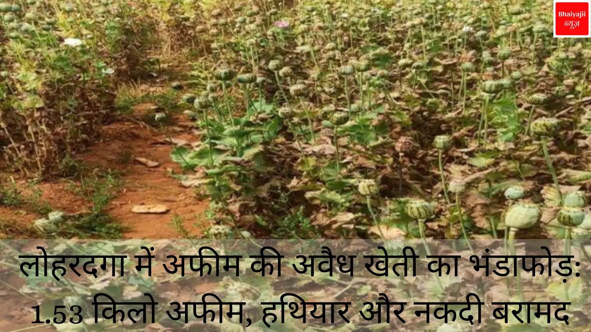 लोहरदगा में अफीम की अवैध खेती | Jharkhand News | Bhaiyajii News