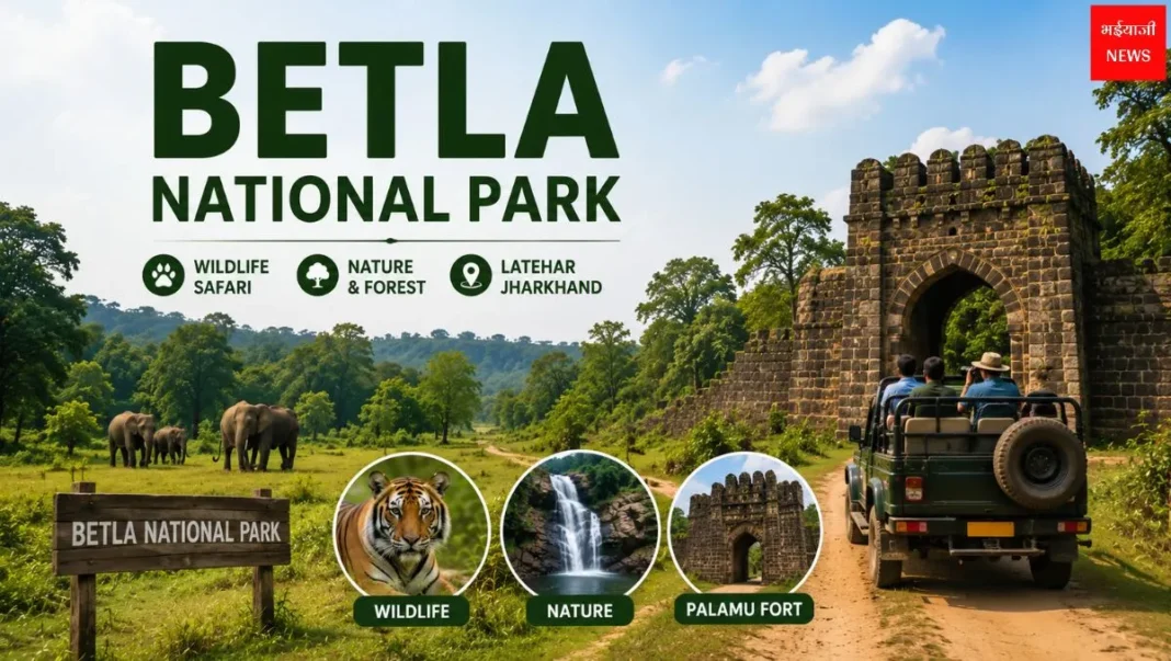 Betla National Park: सफारी, टिकट, समय और पूरी ट्रैवल गाइड | झारखंड 2026 |Jharkhand News | Bhaiyaji News |